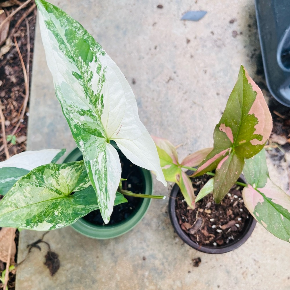 Rare houseplant variegate synonym plants plant rare